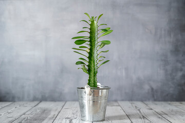 Young plant euphorbia trigona decorate a table with gray wall background