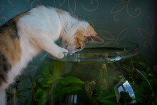 Сute  Tricolor Young Kitten And A Fish Bowl.