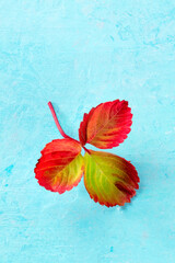 Poster - Red autumn leaf on a blue background with a place for text, minimal fall banner