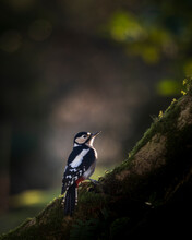 Great Spotted Woodpecker,Bodmin Moor, Millpool, Cornwall, UK.