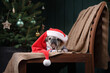 dog in a hat of Santa Claus. Pug by the fireplace in the Christmas interior. Holiday pet