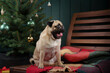 dog near Christmas tree. Pug in the new year interior. Holiday animals 