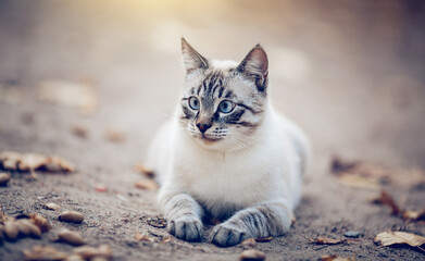 Wall Mural - Portrait of a Thai cat in nature.  A Thai cat walks in autumn leaves. Cat and autumn.