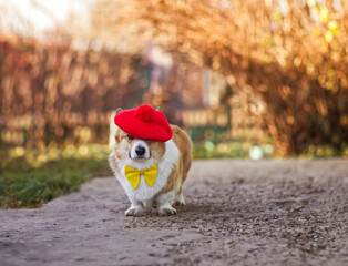 Sticker - cute corgi dog puppy in a French red beret walks in the garden