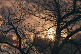 Fototapeta Krajobraz - Silhouette of oak with thinned foliage at dusk sunset in late autumn. Reflections of rays of sun on branches and foliage. Shooting against light source. Sun rays and flares in lens. Selective focus.