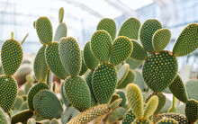 Bunny Ear Cactus Or Opuntia Microdasys In Botanic Garden