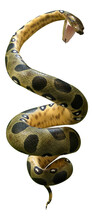 3D Rendering Green Anaconda On White