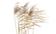 Dry reeds in windy day isolated on white background. Abstract autumn dry bulrush growing in lagoon.
