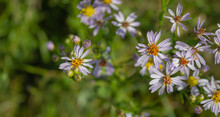 Sea Aster Flowers In Its Natural Environment. Wild Flower Aster Tripolium Grows In Salt Flats And Blooms In Autumn. Photographed In The Venetian Lagoon, Italy