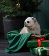 dog near Christmas tree. Pug in the new year interior. Holiday animals on green background