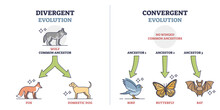Divergent Vs Convergent Evolution With Ancestors Development Outline Diagram. Labeled Educational Animal Growth To Different Species Vector Illustration. Nature Selection And Biological Progress.