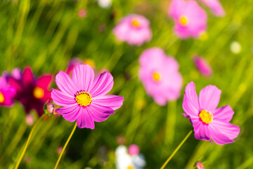 Wall Mural - Beautiful pink color cosmos (Mexican aster) flower background