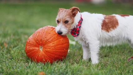 Wall Mural - Cute funny pet dog puppy chewing, eating a pumpkin. Happy thanksgiving concept.