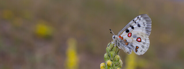 the apollo or mountain apollo (parnassius apollo), is a butterfly of the family papilionidae.