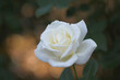 背景が美しい白いバラ(Pascali)