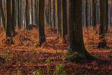 Fototapeta  - Buki, 120-letni las bukowy jesień