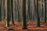 Fototapeta  - Buki, 120-letni las bukowy jesień