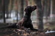 Hunting dog german shorthaired pointer kurzhaar in pine forest