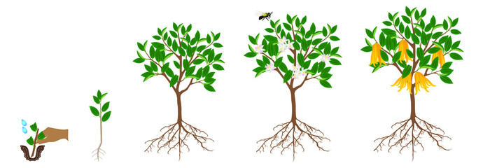 Wall Mural - Cycle of growth of citrus plant on a white background.