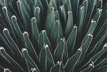 Natural Abstract Pattern Background Of Queen Victoria Century Agave Plant In Dark Tone Color