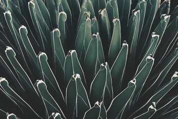 Natural Abstract Pattern Background of Queen Victoria Century Agave Plant in Dark Tone Color