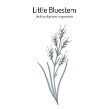 Little Bluestem Schizachyrium Scoparium , State Grass Of Of Nebraska And Kansas