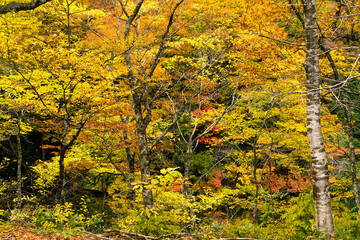 Wall Mural - autumn forest with different color of tree
