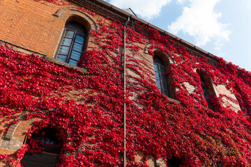 Canvas Print - Red maple leaves cover red brick building wall