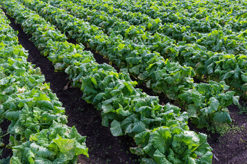 Sticker - Chinese flowering cabbage planting in field