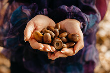Girl holding a handful of ripe acorns in her hands 