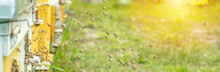 Background Of Hives Against Green Grass. Beehives With Honey Bees. Bees Come Back From Honey Collection And Fly Into Beehive's Entrance Banner. Selective Focus