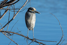 Yellow Crowned Night Heron Bird Keeps A Keen Eye In Constant Search Of Potential Fish To Catch In The Pond Below Its Perch Branch