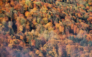Wall Mural - the mountain autumn landscape with colorful forest