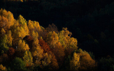 Wall Mural - the mountain autumn landscape with colorful forest