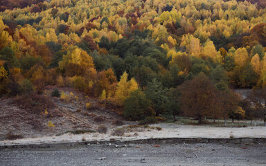 Wall Mural - the mountain autumn landscape with colorful forest
