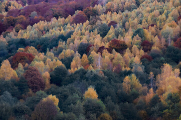 Wall Mural - the mountain autumn landscape with colorful forest
