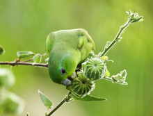Green Parrakeet Eating Flower