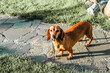 Small hunting red cute dachshund dog