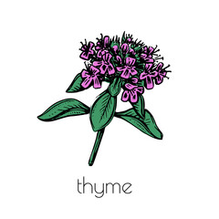 Wall Mural - Hand drawn thyme sketch. Vector graphic illustration. White background.Spring flower line art.