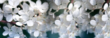 Close Up Of White Hydrangea Flowers As Background. White Hydrangea Flowers.