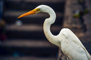 great white heron