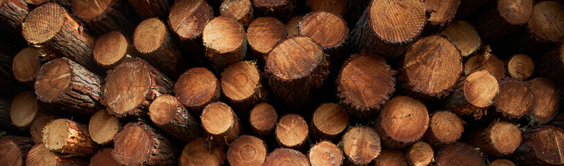 Cut wood logs in the forest forming a panoramic texture