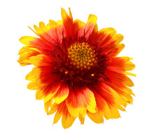 One Gaillardia Yellow-red Flower Isolated On White Background. Beautiful Composition For Advertising And Packaging Design In The Garden Business. Flat Lay, Top View