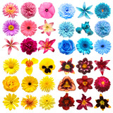 Fototapeta Panele - Big collection of various head flowers purple, yellow, blue and pink isolated on white background. Perfectly retouched, full depth of field on the photo. Top view, flat lay