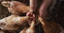 Close Up Of Caucasian Man, Working On Farm, Feeding Chickens