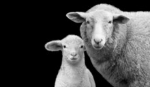 Mother And Baby Sheep Standing Together On The Black Background
