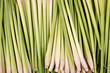 Citronella grass or Cymbopogon nardus ,green leaves on natural b