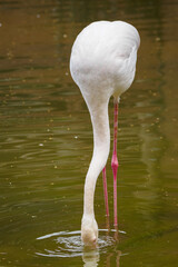 Canvas Print - White flamingo with his head under the pond.