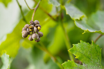 Poster - Bunch of small grapes infested with mold with falling stone.