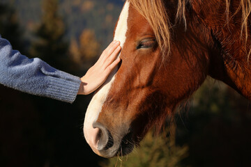 woman petting beautiful horse outdoors on sunny day, closeup